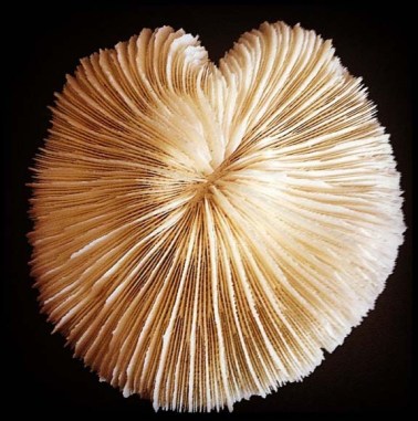coral heart